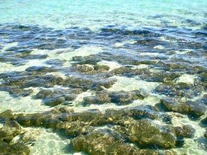 Hamelin Pool  Shark Bay Marine Park