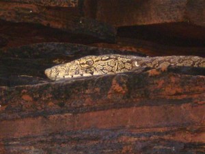 Golden Monitor lizard