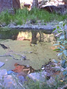 ' Monet's garden 1'  in Dales Gorge