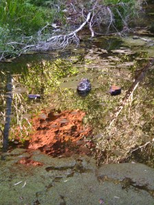 ' Monet's garden 2' in Dales gorge