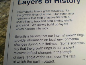 Stomatolite formation